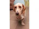 Adopt Goldie a Basset Hound Labrador Retriever