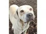 Adopt Jake a TanYellowFawn Labrador Retriever  Mixed dog in tamp
