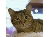Adopt Nala a Brown or Chocolate Domestic Shorthair  Mixed cat in