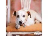 Adopt Junior a White - with Tan Yellow or Fawn Dachshund  Jack R