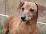 Adopt LINCOLN a BrownChocolate Dachshund  Mixed dog in Edmonton 