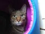 Adopt Teale a Tabby - Brown Tiger