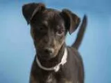 Adopt Luna a Siberian Husky