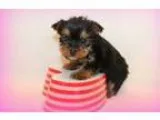 Kikaoikes Teacup Yorkie Puppies Now Ready To