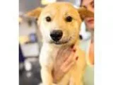 Adopt Max a TanYellowFawn Jindo  Mixed dog in Sherman Oaks CA (1