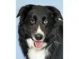 Adopt Striker a Black - with White Border Collie  Mixed dog in G