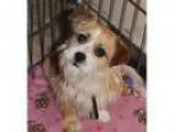 Adopt Chenin Blanc a Terrier (Unknown Type Small) Terrier (Unkn