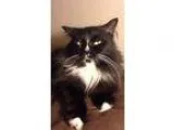 Adopt Whiskleigh a Black and White or Tuxedo Maine Coon (medium 