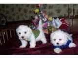 Wollo Maltese Puppies