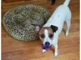 Nala - Female CollieSheltie Shetland Sheepdog Mix