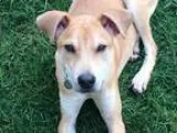 Adopt Brady a TanYellowFawn Labrador Retriever  Mixed dog in Por