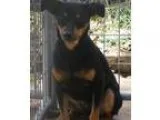 Adopt Speedy a Miniature Pinscher