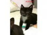 Adopt August 85 Female Kitten a Black and White or Tuxedo Domest