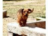 Adopt GEORGIO a RedGoldenOrangeCh estnut - with Black Dachshund 