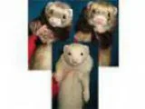 Adopt Pickles Fat Boy and Sonic a Ferret