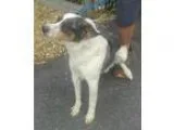Adopt Reggie a Australian Cattle Dog (Blue Heeler) Australian Sh