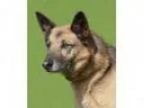 Adopt Runt a German Shepherd Dog
