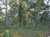 Pawleys Island Pass through stately wrought iron gates to