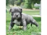 Blue Nose Pittbull puppies available