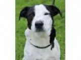 Adopt Reggie a Cattle Dog