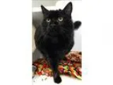 Adopt Magic a Domestic Longhair  Mixed cat in Topeka KS (1519067