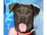 Adopt Cate a Black - with White Pit Bull Terrier  Mixed dog in S