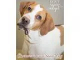 Adopt Chance a White - with Tan Yellow or Fawn Hound (Unknown Ty