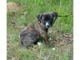 Adopt Chessie a Australian Cattle Dog (Blue Heeler) Border Colli