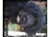Adopt Valentino a Black - with White Labrador Retriever  Standar