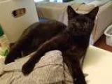 Adopt Bean a Domestic Shorthair cat in Tampa FL (15039837)