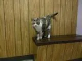 Adopt Sweetie a Calico