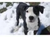 Adopt Frogger a Pit Bull Terrier