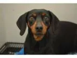 Adopt Marge a Dachshund