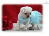 White Pugs HealthySocialize Baby Pugs