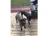 Adopt NORMAN a Brindle Mastiff  Mixed dog in Edmonton AB (154940
