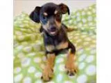 Adopt Basil a Miniature Pinscher Mixed dog in Mipiltas CA (
