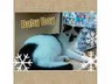 Adopt Baby Boy a Domestic Short Hair