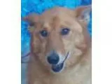 Adopt Goldie a RedGoldenOrangeCh estnut Shiba Inu  Mixed dog in 