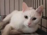 Adopt ROMANA a White (Mostly) Domestic Mediumhair  Mixed (medium