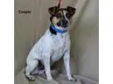 Adopt Chance a Jack Russell Terrier  Mixed dog in Alpharetta GA 