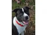 Adopt Benny a Labrador Retriever  Mixed dog in Dahlonega GA (144