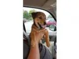 Adopt Butch Cassidy a BrownChocolate - with Tan Corgi  Shepherd 