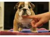Kogdfg English Bulldog Puppies For Sale