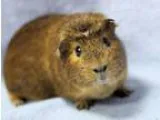 Adopt Sherman a Guinea Pig