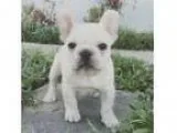 Mwioiuf French Bulldogs puppies to rehome