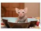 oiek lovely sphynx kittens
