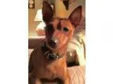 Adopt Bo a Miniature Pinscher  Mixed dog in Rockville MD (154825