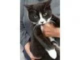 Adopt Bucky a Black and White or Tuxedo Domestic Shorthair (shor