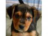 Adopt Rose a Black - with Tan Yellow or Fawn Beagle Rottweiler