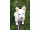 Adopt Avery a White American Eskimo Dog Mixed dog in Sugar Grov